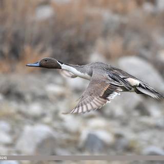 Northern pintail wallpaper