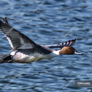 Northern pintail wallpaper