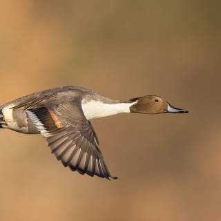 Northern pintail wallpaper