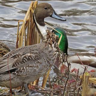 Northern pintail wallpaper