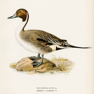 Northern pintail wallpaper