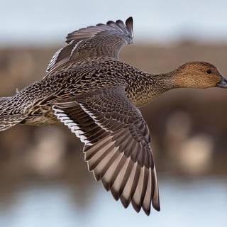 Northern pintail wallpaper