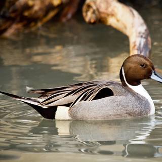 Northern pintail wallpaper