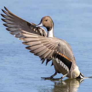 Northern pintail wallpaper