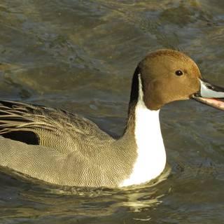 Northern pintail wallpaper