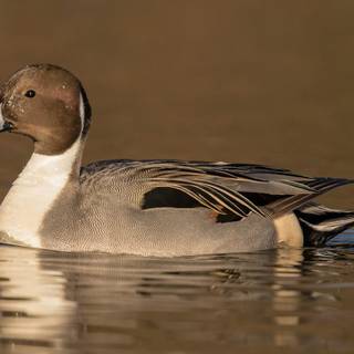Northern pintail wallpaper