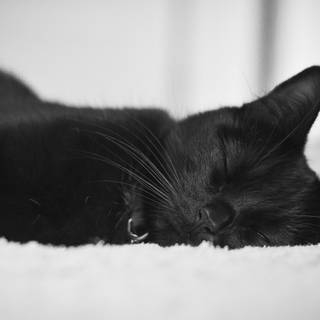 4k dark cat wallpaper