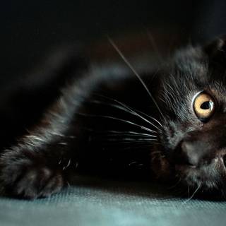 4k dark cat wallpaper