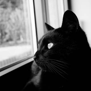 4k dark cat wallpaper