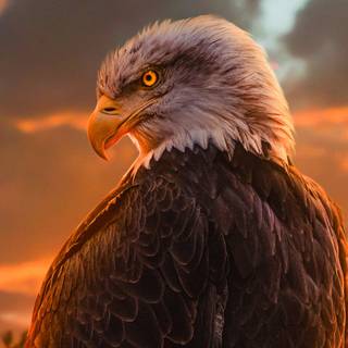 Eagle PC 4k wallpaper