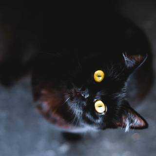 4k dark cat wallpaper