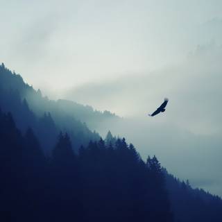 Eagle PC 4k wallpaper