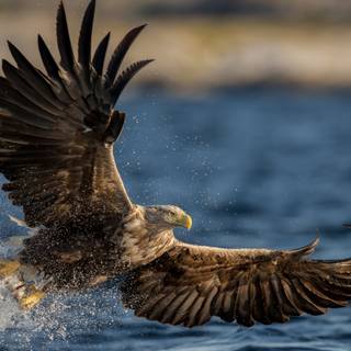 Eagle PC 4k wallpaper