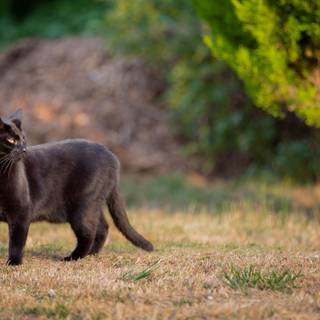 4k dark cat wallpaper