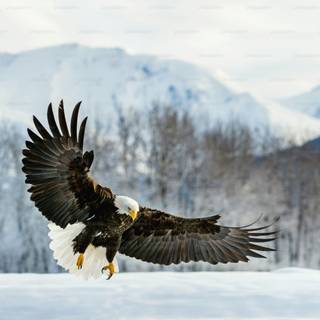 Eagle PC 4k wallpaper
