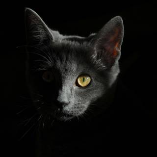 4k dark cat wallpaper