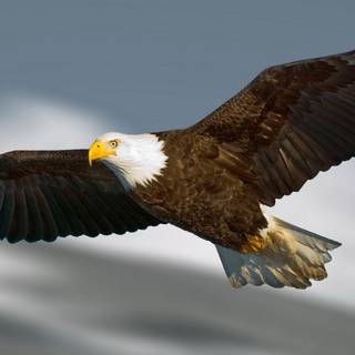 Eagle PC 4k wallpaper