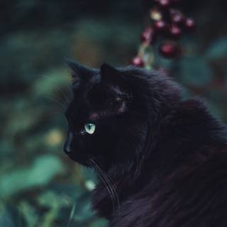 4k dark cat wallpaper