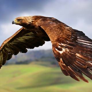 Eagle PC 4k wallpaper