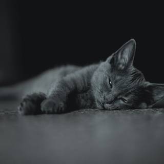 4k dark cat wallpaper