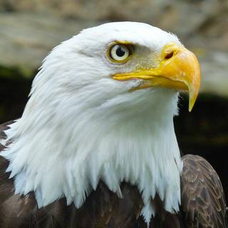 Eagle PC 4k wallpaper