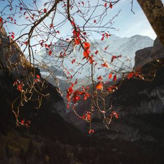 Lofi autumn phone wallpaper