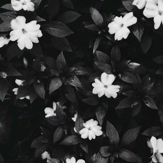 Black mobile phone wallpaper
