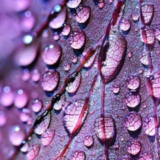 Drop iPhone wallpaper