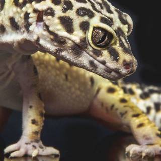 Gecko phone wallpaper