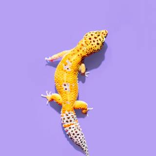 Gecko phone wallpaper