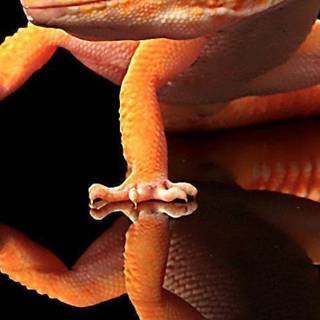 Gecko phone wallpaper