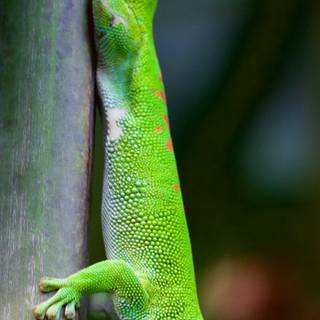 Gecko phone wallpaper