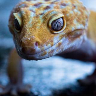 Gecko phone wallpaper