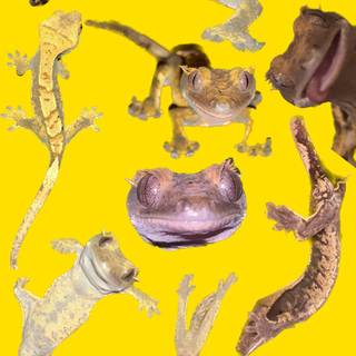 Gecko phone wallpaper