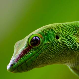 Gecko phone wallpaper