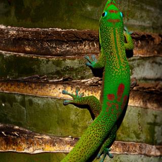 Gecko phone wallpaper