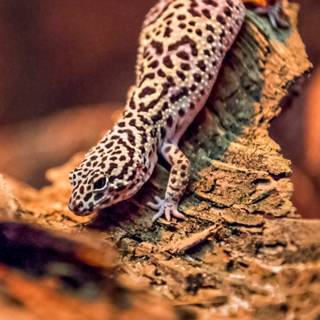 Gecko phone wallpaper