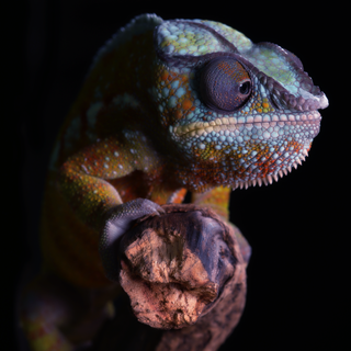 Gecko phone wallpaper