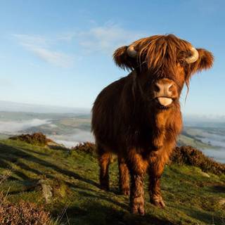Desktop cow wallpaper