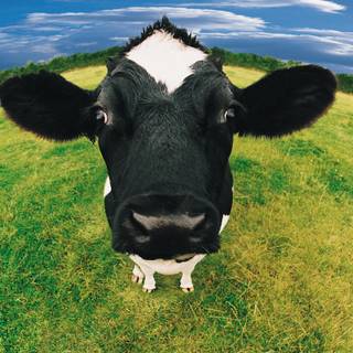 Desktop cow wallpaper