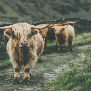 Desktop cow wallpaper
