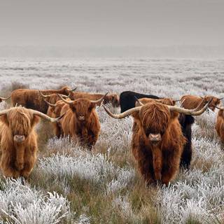 Desktop cow wallpaper