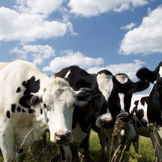 Desktop cow wallpaper