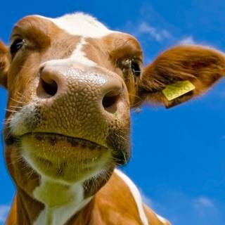 Desktop cow wallpaper