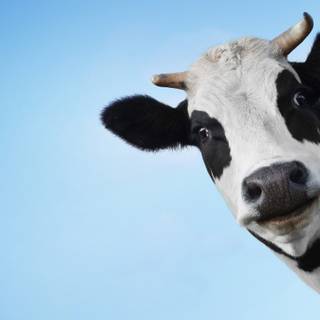 Desktop cow wallpaper