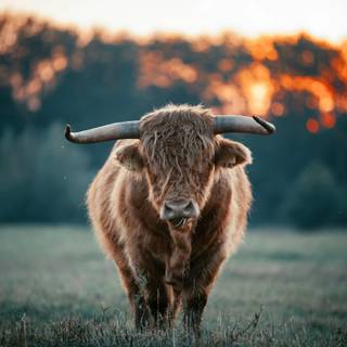 Desktop cow wallpaper