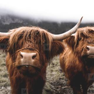 Desktop cow wallpaper