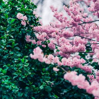 Pink and green desktop wallpaper