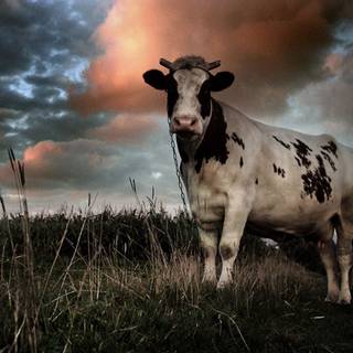 Desktop cow wallpaper