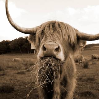 Desktop cow wallpaper